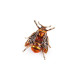 Broșă viespe, muscă - Orange-yellow (2 Bucăți) Broșă viespe, muscă - Orange-yellow (2 Bucăți)