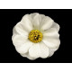 Flori de măceș, ø5 cm - Roșu (175 Bucăți)