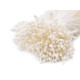 Pistile flori - Crem foarte deschis (1 Buchet) Pistile flori - Crem foarte deschis (1 Buchet)
