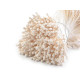 Pistile flori - Crem foarte deschis (1 Buchet) Pistile flori - Crem foarte deschis (1 Buchet)