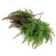 Ferigă artificială aranjamente florale cal a 2-a - Verde ferigă (2 Buchete) Ferigă artificială aranjamente florale cal a 2-a - Verde ferigă (2 Buchete)