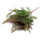 Ferigă artificială aranjamente florale cal a 2-a - Verde ferigă (2 Buchete) Ferigă artificială aranjamente florale cal a 2-a - Verde ferigă (2 Buchete)