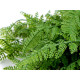 Ferigă artificială aranjamente florale cal a 2-a - Verde ferigă (2 Buchete) Ferigă artificială aranjamente florale cal a 2-a - Verde ferigă (2 Buchete)