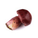 Ciuperci artificiale - Red-brown (1 Sac) Ciuperci artificiale - Red-brown (1 Sac)