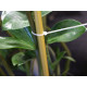 Coliere / soricei plastic 25 cm - Transparent (1 Sac) Coliere / soricei plastic 25 cm - Transparent (1 Sac)