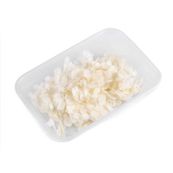 Hortensii uscate/stabilizate pentru aranjamente florale - Crem deschis (1 Cutie)