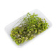Voalul miresei uscat/stabilizat pentru aranjamente florale - Verde deschis (4 Cutii) Voalul miresei uscat/stabilizat pentru aranjamente florale - Verde deschis (4 Cutii)