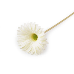 Gerbera artificială lungă - Crem deschis (1 Bucată)
