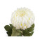 Künstliche chrysantheme - Créme sehr hell (1 Stück)
