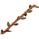 Șnur decorativ cu frunze, lățime 30 mm - Maro deschis (10 Metri)