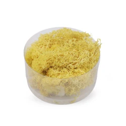 Mușchi prezervat 20 g la cutie - Galben deschis (1 Bucată)