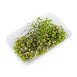 Voalul miresei uscat/stabilizat pentru aranjamente florale - Verde deschis (1 Cutie)