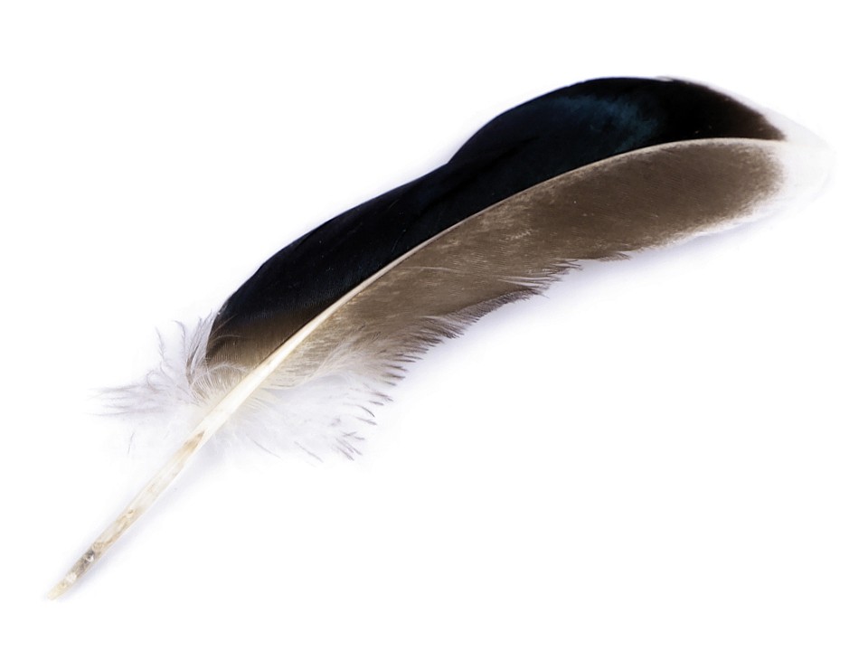 Pene decorative de rață, lungime 10-14 cm (pachet 20 buc.) - maro Pene decorative de rață, lungime 10-14 cm (pachet 20 buc.) - maro