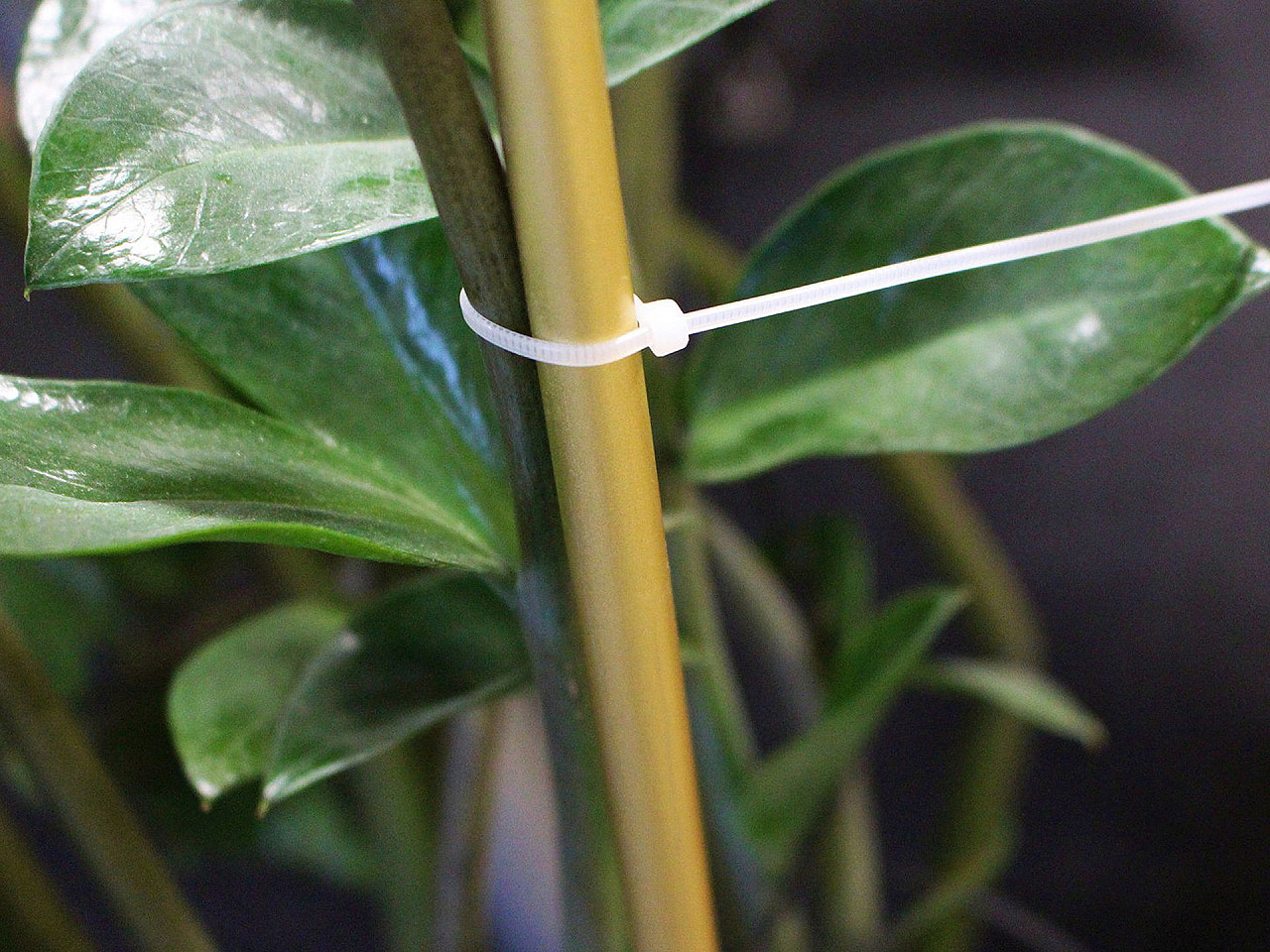 Coliere / soricei plastic 25 cm - Transparent (1 Sac)